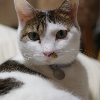 すーちゃん／キジ白