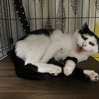 はんにゃ／白黒／オス