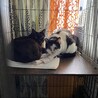 タータンチェック サムネイル2