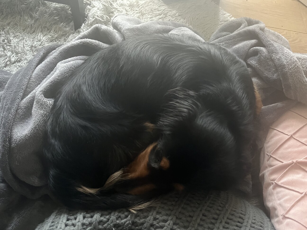 4歳　こま♂ サムネイル3