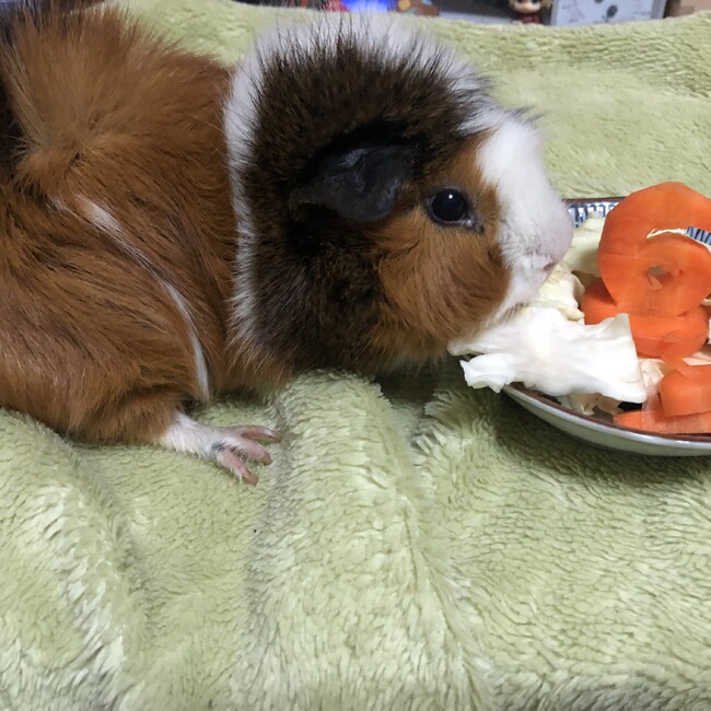 さいんばるたのカバー写真