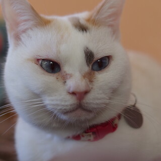 フランネル／メス／薄ミケ