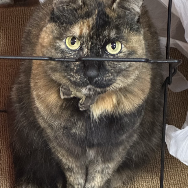 いまきちのカバー写真