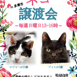 多摩市唐木田で猫のお見合い