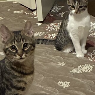 生後5ヶ月程の子猫兄妹2匹です