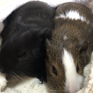 兄弟仔シェルティイングリッシュ