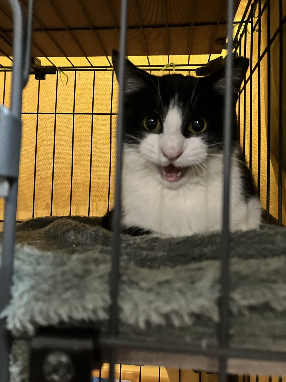 【保護猫リー】〜ひとりぼっちになった小さな命〜 サムネイル2