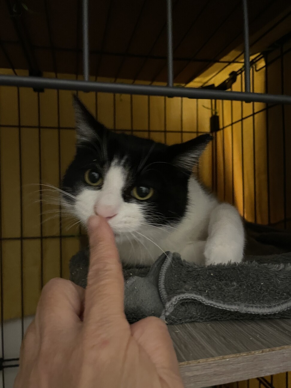 【保護猫リー】〜ひとりぼっちになった小さな命〜 サムネイル3