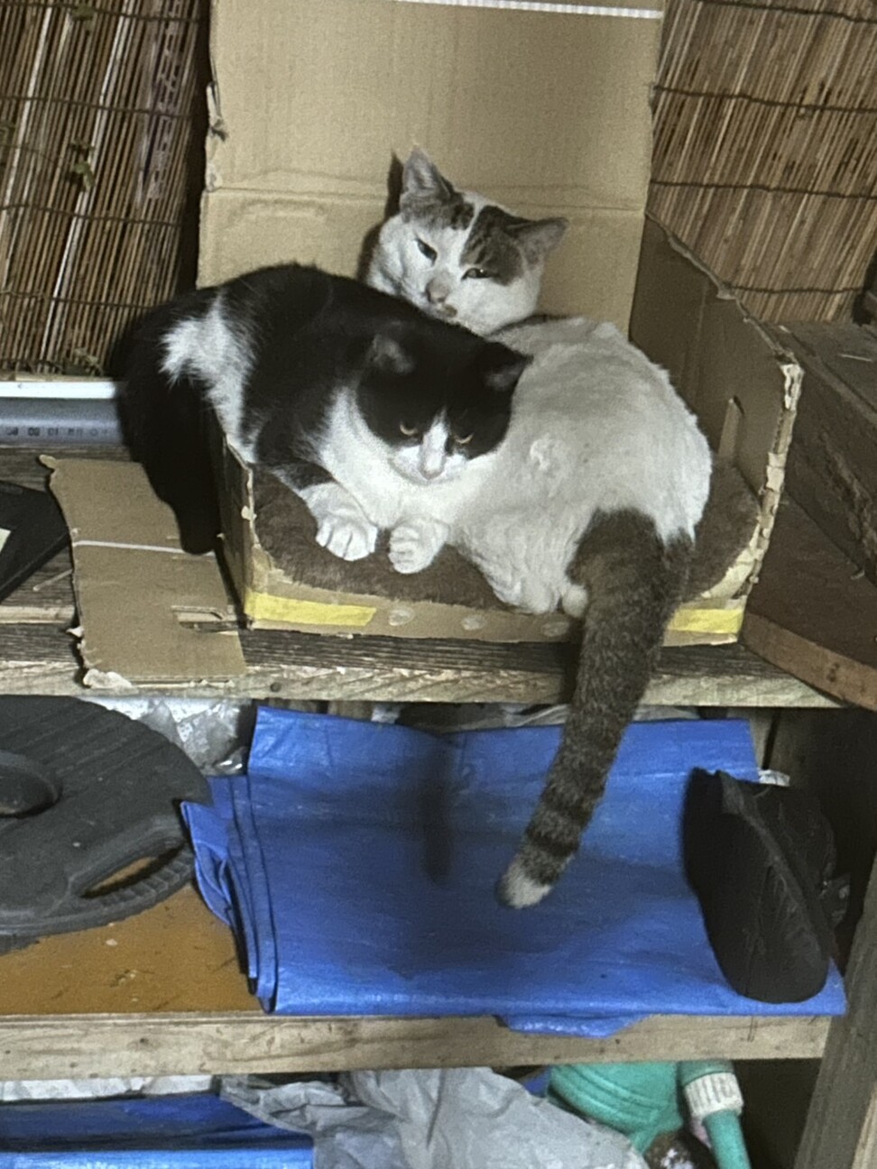 【保護猫リー】〜ひとりぼっちになった小さな命〜 サムネイル4