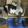 【保護猫リー】〜ひとりぼっちになった小さな命〜 サムネイル4