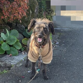 シニアの雑種くん