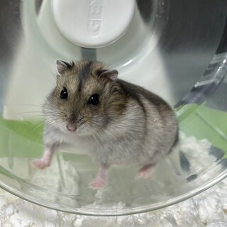 ジャンガリアンハムスター女の子2匹