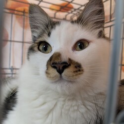 蕨市犬猫里親会