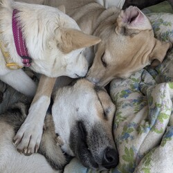 蕨市犬猫里親会 サムネイル2