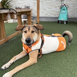 熊谷市　保護犬保護猫里親会