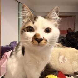 熊谷市　保護犬保護猫里親会 サムネイル2