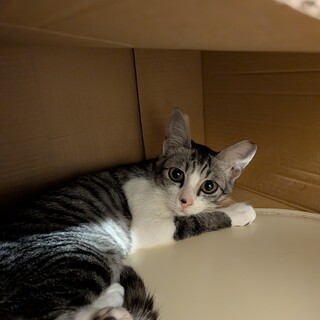 穏やかな性格のサバ白ちゃん♀