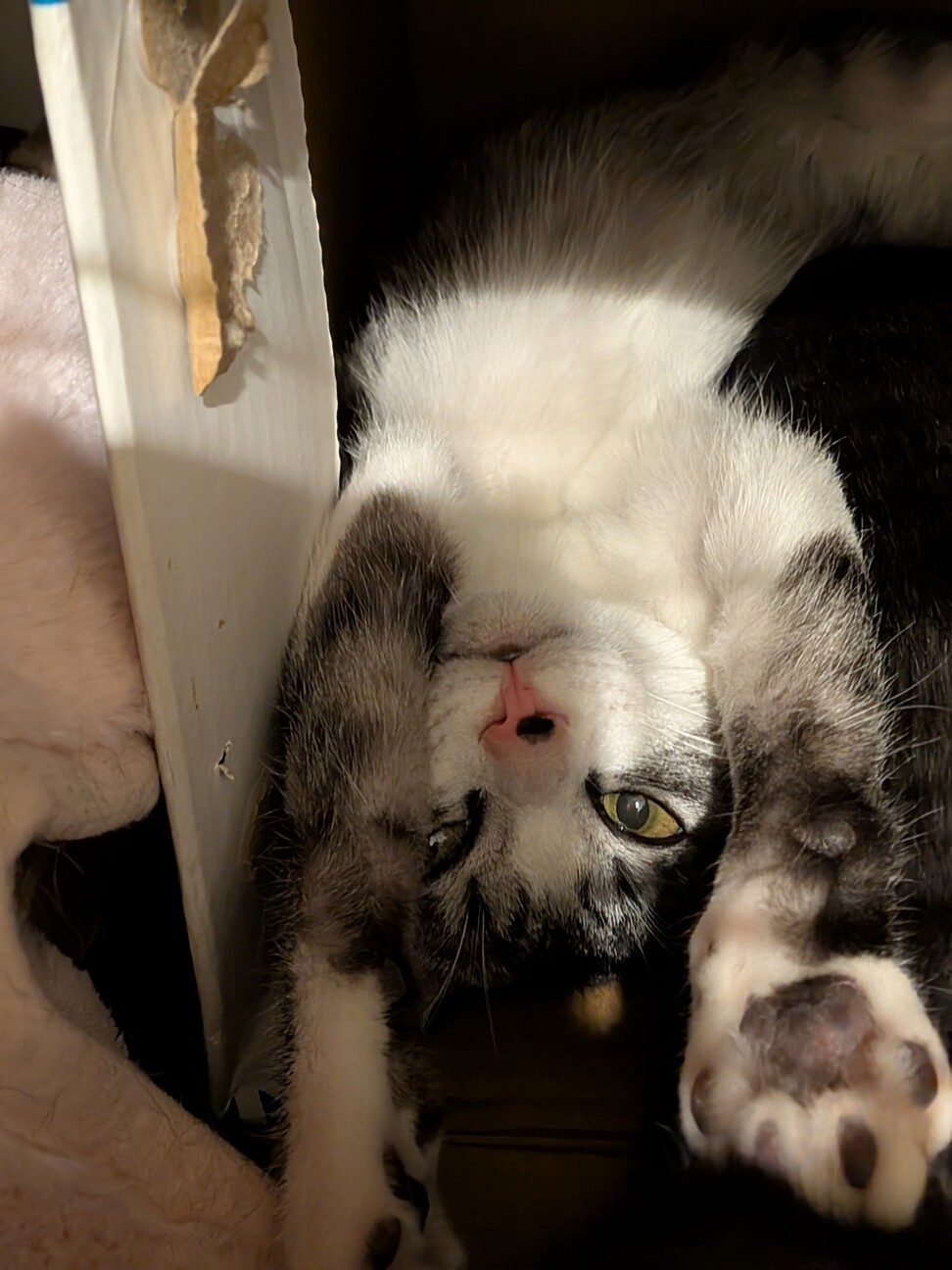 穏やかな性格のサバ白ちゃん♀」東京都 - 猫の里親募集(536047) 4枚目