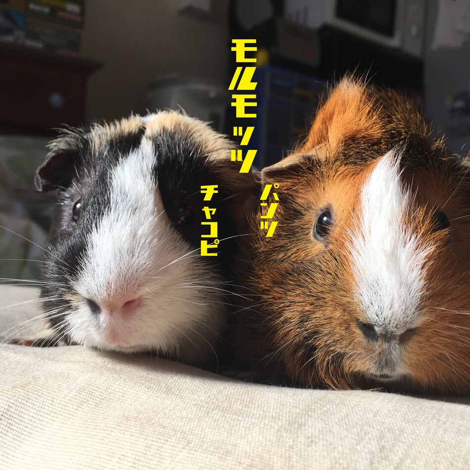 ちゃこぴのカバー写真