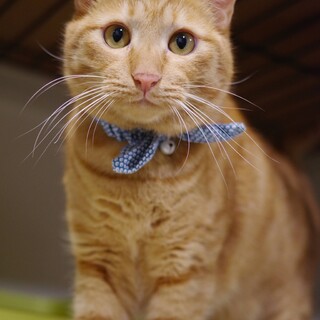 スリゴロ甘えん坊なちゃいろ君♂