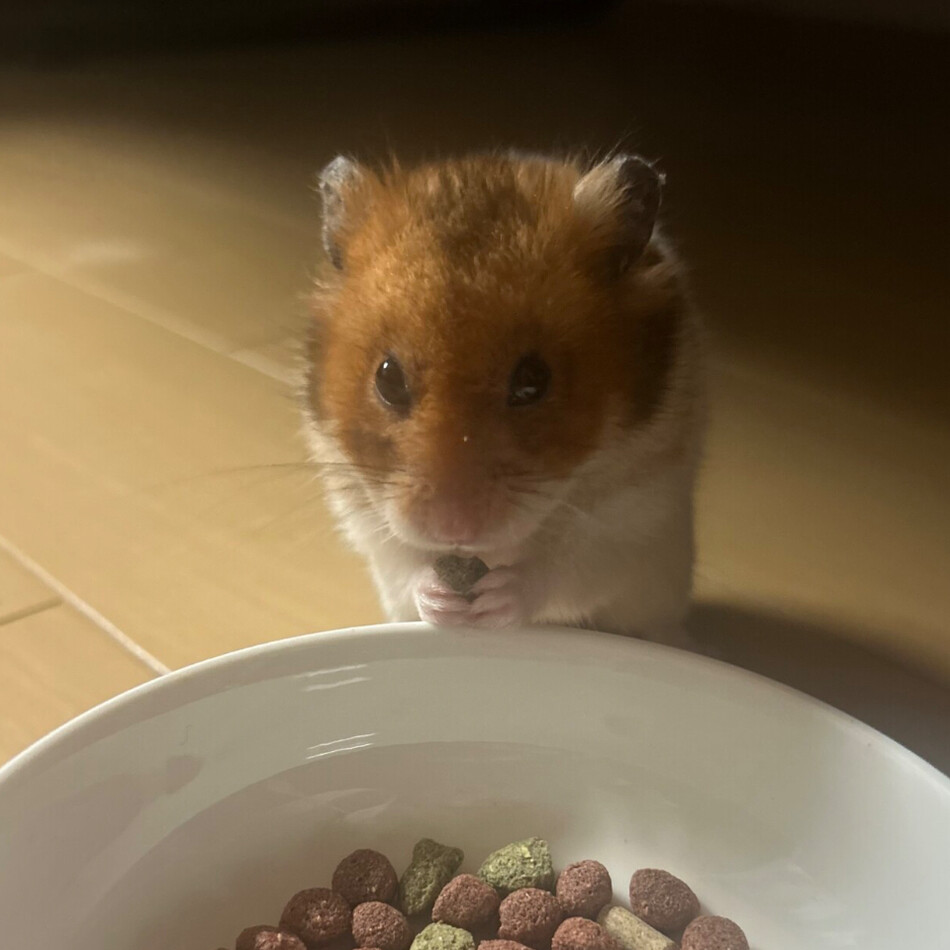 ひなくんのカバー写真