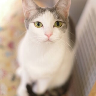 お目目が大きくて美人猫よつばﾁｬﾝ♀