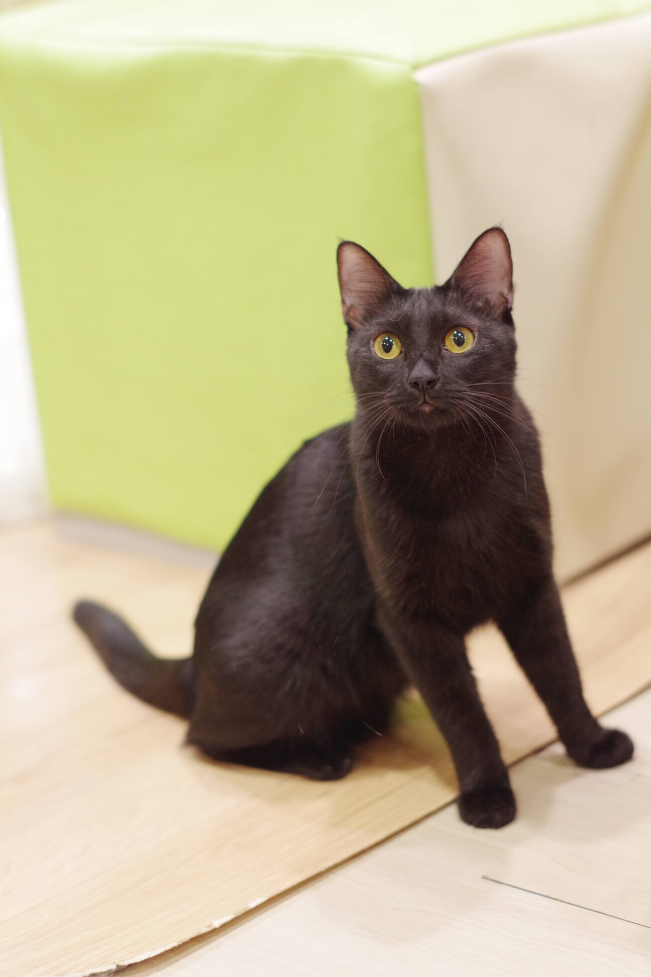 とにかくお膝に乗りたい甘えん坊きんぱチャン♀ サムネイル1