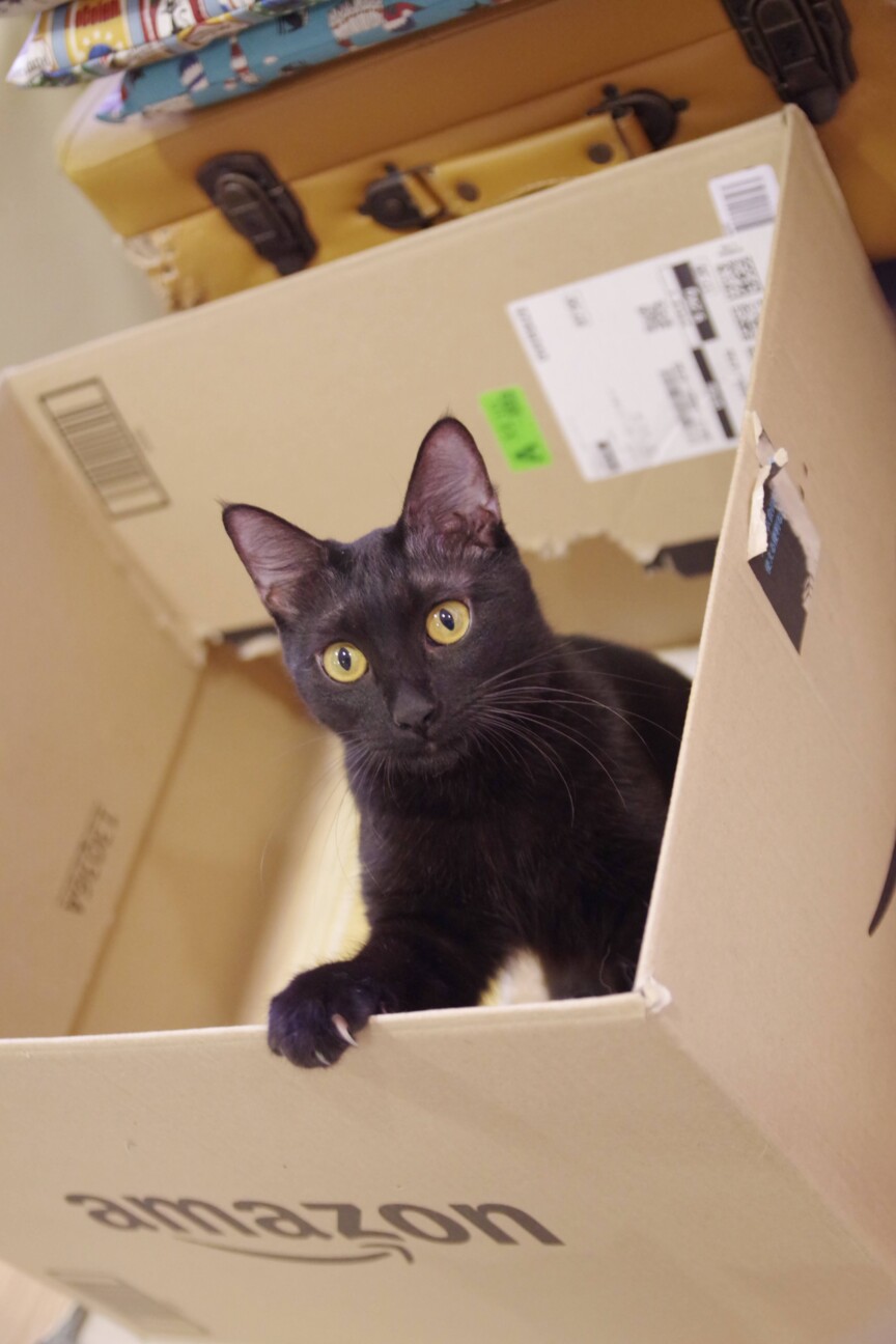 とにかくお膝に乗りたい甘えん坊きんぱチャン♀ サムネイル2