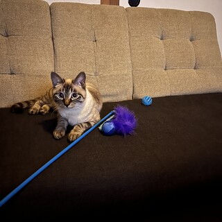 蒼い目の甘えん坊