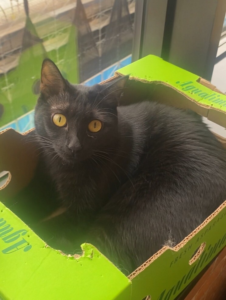 とにかくお膝に乗りたい甘えん坊きんぱチャン♀ サムネイル5