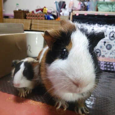 おとうちゃんと