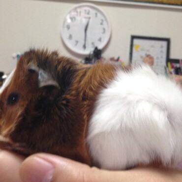 ぱんつはいてる