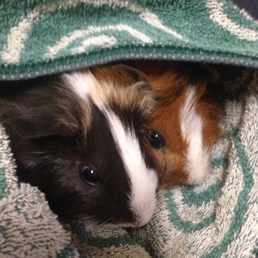 ようこそ我が家へ