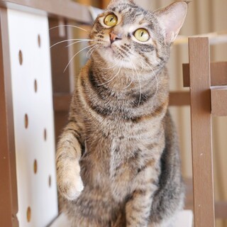 ホントは甘えたい控え目女子マギーちゃん♀