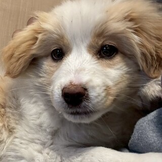 ニコ(旧クー)ちゃん