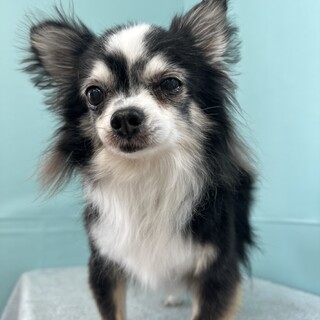 ビビリだけど甘えたい。けどビビリ♡