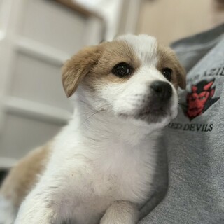 アモン(旧ビス)くん