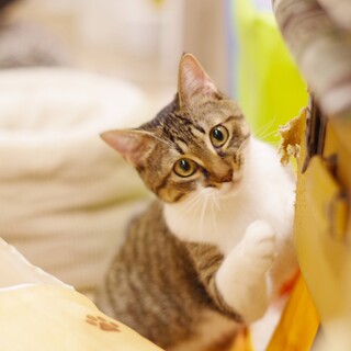 丸顔のイケニャンこうげつ君♂