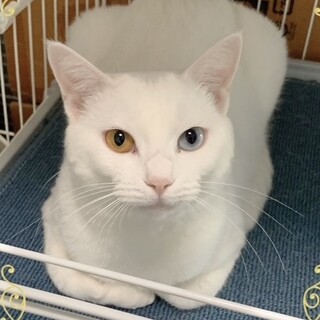 【4/5三田】雪みたいに真っ白ふわふわ！可愛い子