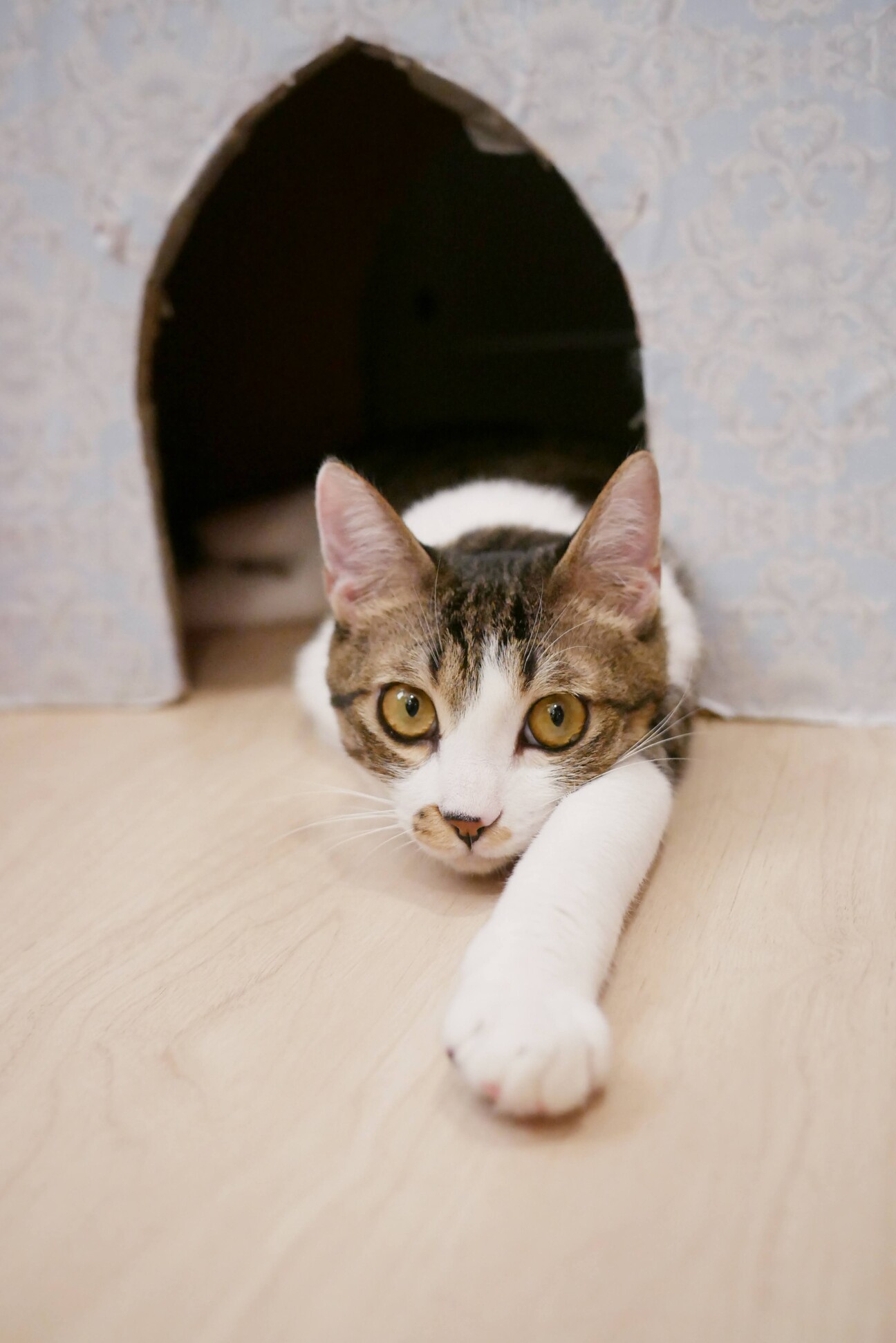 ちょっぴりビビりな甘えん坊りょうげつ君♂ サムネイル1