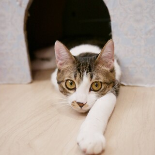 ちょっぴりビビりな甘えん坊りょうげつ君♂