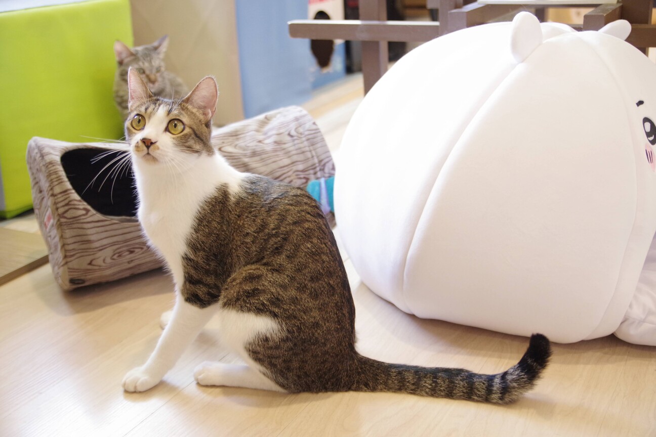 ちょっぴりビビりな甘えん坊りょうげつ君♂ サムネイル2