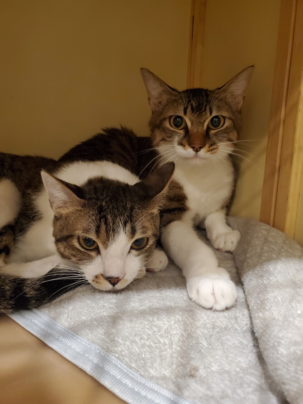 ちょっぴりビビりな甘えん坊りょうげつ君♂ サムネイル4