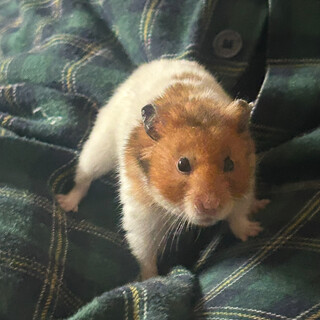 ビビりなひなくん