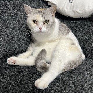 【4/19恵比寿】ツンデレ可愛い甘えん坊スコちゃん