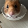 ビビりなひなくん サムネイル2