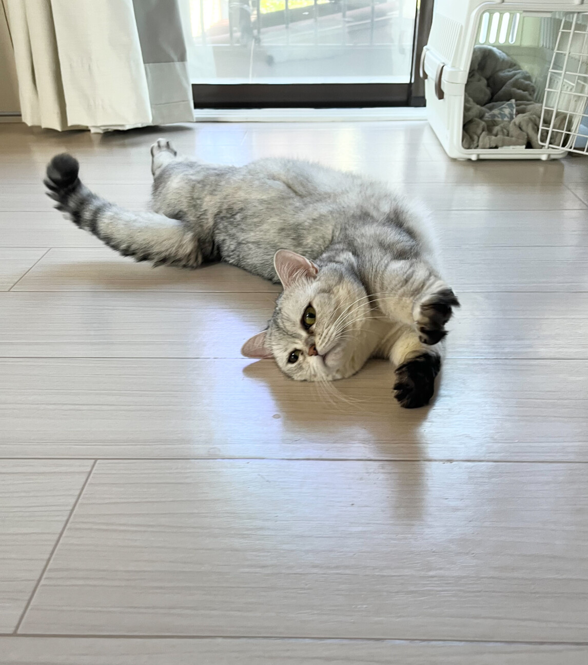 【】天真爛漫で甘えん坊★ミヌエット サムネイル6