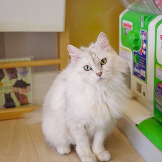 ふわふわ美人の小雪さん♀