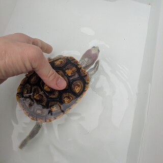 カメ　ダイヤモンドバックテラピン（オルナータ）