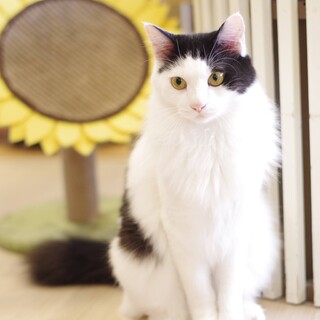 ふわふわ尻尾のイケメンこうたろう君♂